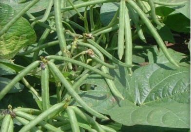 Cultivation of Green Gram (Moong Bean) in India