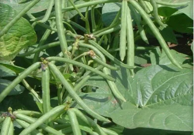 Cultivation of Green Gram (Moong Bean) in India