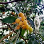 Loquat Cultivation in India