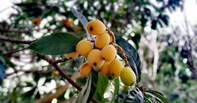 Loquat Cultivation in India