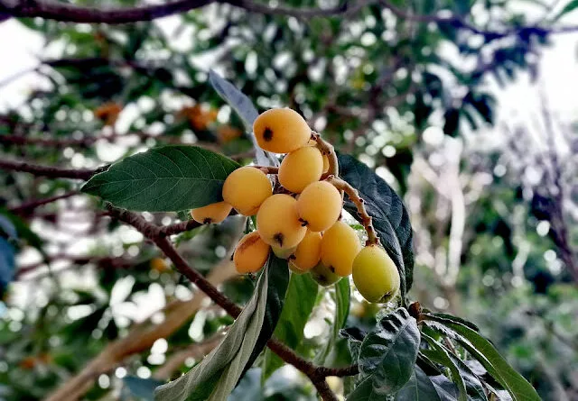 Loquat Cultivation in India