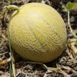 Cultivation of muskmelon