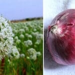 Cultivation of Onion