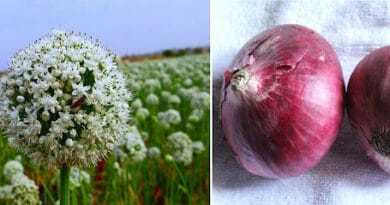 Cultivation of Onion