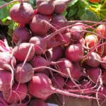 Beetroot cultivation in India