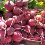 Beetroot cultivation in India