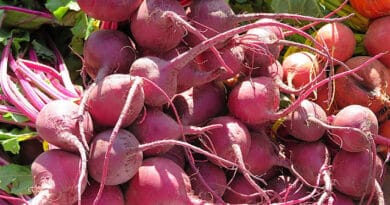 Beetroot cultivation in India