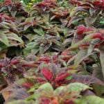 Cultivation of Amaranth (Chauli) In India;