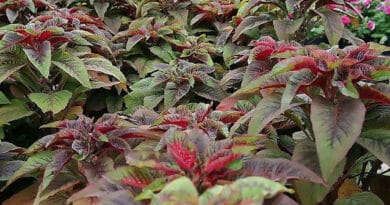 Cultivation of Amaranth (Chauli) In India;