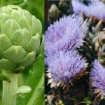 Cultivation of Artichoke