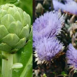 Cultivation of Artichoke