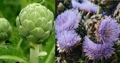 Cultivation of Artichoke