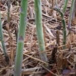 Asparagus (Shatavari) Cultivation in India