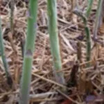Asparagus (Shatavari) Cultivation in India