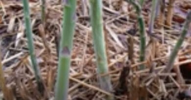 Asparagus (Shatavari) Cultivation in India