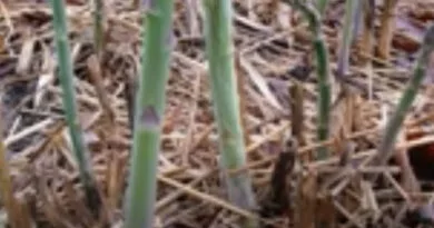 Asparagus (Shatavari) Cultivation in India