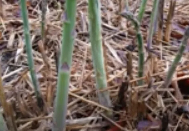 Asparagus (Shatavari) Cultivation in India