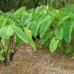 Cultivation of Edible Arum or Arvi in India