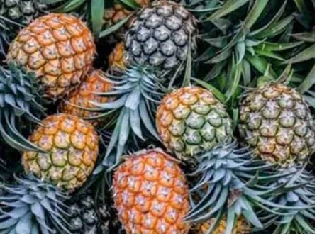 Kew Gaint Pineapple