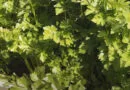Cultivation of Celery in India;