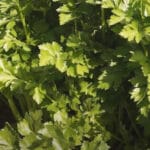 Cultivation of Celery in India;