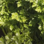 Cultivation of Celery in India;