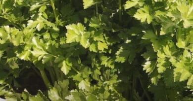 Cultivation of Celery in India;