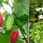 Cultivation of Coccinia, or Ivy Gourd, in India: