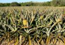 Pineapple (Ananas) Cultivation; A complete Farming Guide