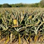 Pineapple (Ananas) Cultivation
