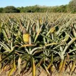 Pineapple (Ananas) Cultivation