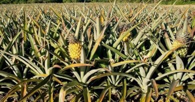 Pineapple (Ananas) Cultivation