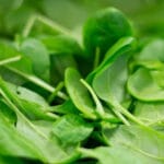 Spinach ( Palak ) Farming in India;