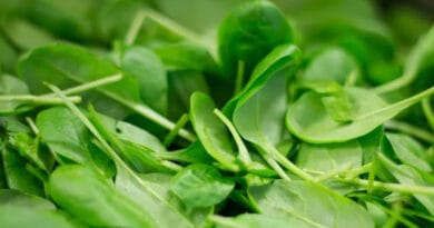 Spinach ( Palak ) Farming in India;
