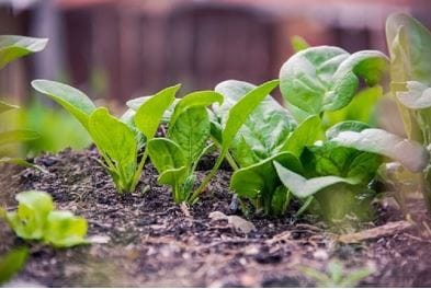 spinach crop