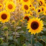 sunflower cultivation