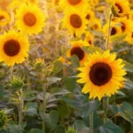 sunflower cultivation