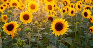 sunflower cultivation
