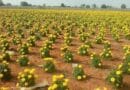 Cultivation of Marigold (Gainda)