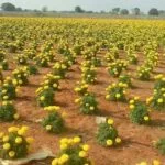 Cultivation of Marigold (Gainda)