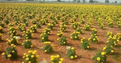 Cultivation of Marigold (Gainda)