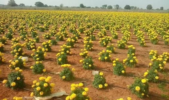 Cultivation of Marigold (Gainda)