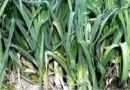 Leek Cultivation