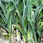 Leek Cultivation
