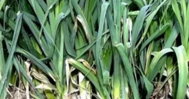 Leek Cultivation