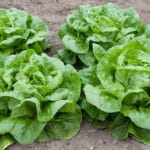 Cultivation of Lettuce in India