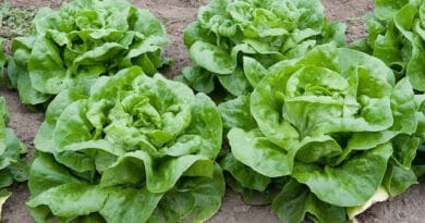 Cultivation of Lettuce in India