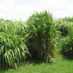 Cultivation of Hybrid Napier Grass for Cattle Feeds