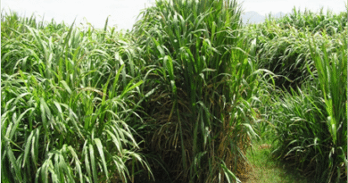 Cultivation of Hybrid Napier Grass for Cattle Feeds