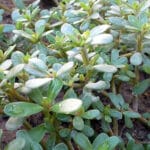 Kulfa or Purslane Cultivation